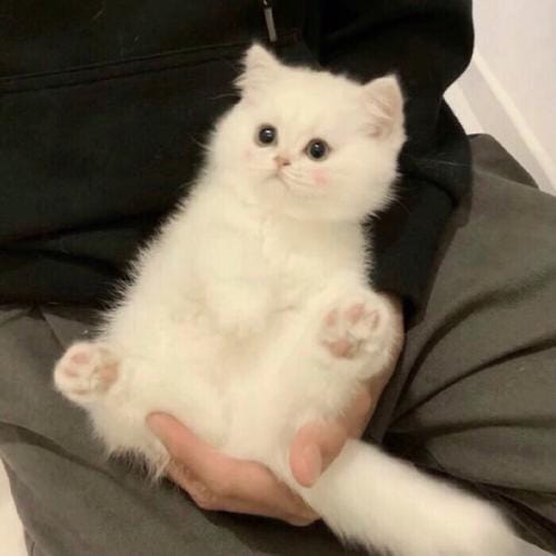 صبا انصاری avatar